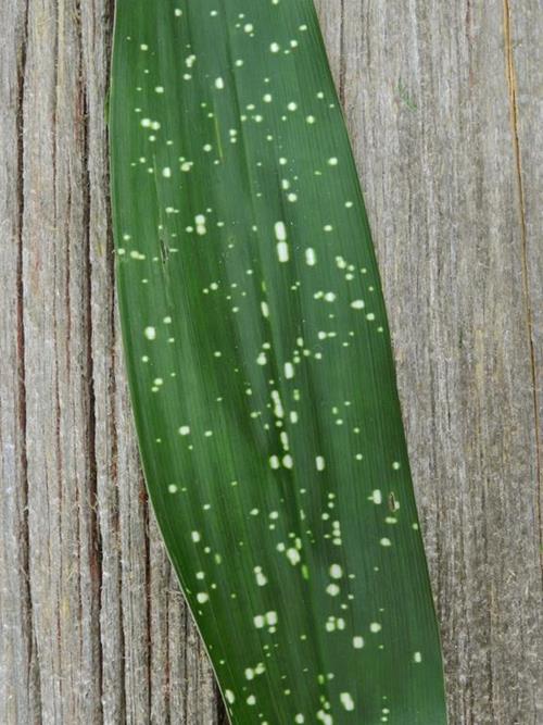 MILKY WAY ASPIDISTRA GREENS